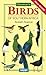 Newman's Birds of Southern Africa by Kenneth Newman