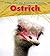 Ostrich (A Day In The Life: Grassland Animals)
