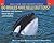 Do Whales Have Belly Buttons?: Questions and Answers about Whales and Dolphins (Scholastic Question & Answer (Pb))