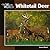 Whitetail Deer