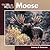 Moose