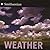 Weather