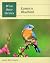 Eastern Bluebird