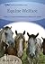 Equine Welfare by Bernard E. Rollin