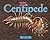 Centidpede (Bugs)