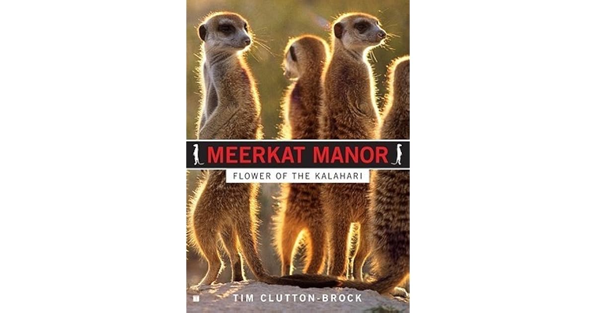 Meerkat Manor Flower of the Kalahari by Timothy Hugh CluttonBrock