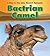 Bactrian Camel (Heinemann Read and Learn: A Day in the Life: Desert Animals)