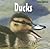 Ducks