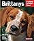 Brittanys by Dan Rice