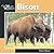 Bison