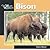 Bison (Our Wild World)