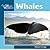 Whales (Our Wild World)