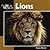 Lions (Our Wild World)