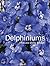 Delphiniums