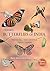 Butterflies of India by The Late Thomas Gay