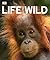 Life In The Wild
