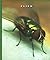 Flies (World of Insects)