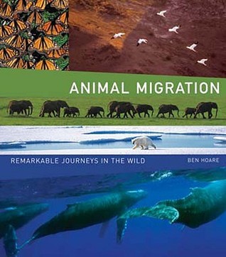 Animal Migration: Remarkable Journeys in the Wild (Hardcover)