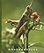 Grasshoppers (The World of Insects)