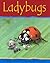 Ladybugs