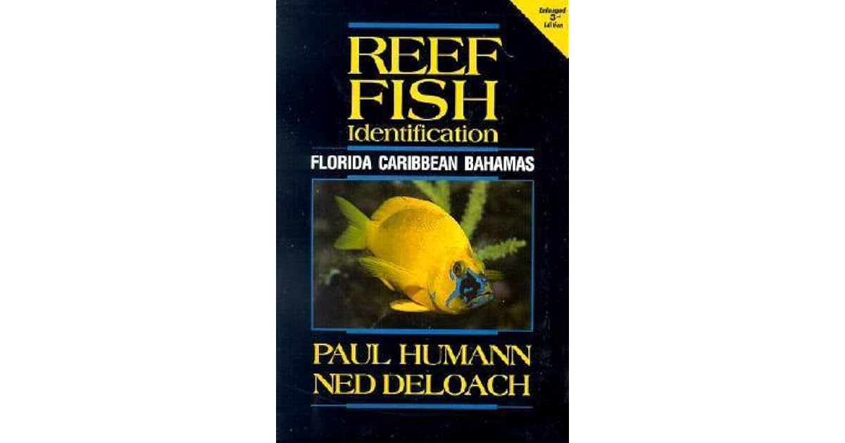 Reef Fish Identification Florida Caribbean Bahamas