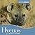 Hyenas (Animals Animals)