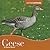 Geese (Animals Animals, 11)