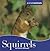 Squirrels