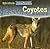Coyotes Are Night Animals