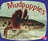 Mudpuppies (Amphibians) (Pebble Plus: Amphibians)