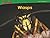 Wasps (Bugs!)