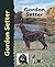 Gordon Setter