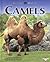 Camels