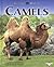 Camels (Nature Watch)