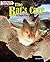 The Bat's Cave: A Dark City (Spectacular Animal Towns)