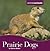 Prairie Dogs (Animals Animals)