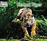 Bengal Tiger