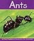 Ants (Insects)