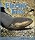 Electric Eels (Early Bird Nature Books)