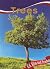 Trees (U.S. Sites and Symbols)