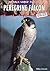 Peregrine Falcon (Animals Under Threat)
