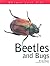 Beetles and Bugs (Nature Fact Files)