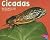 Cicadas