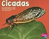 Cicadas (Pebble Plus; Bugs, Bugs, Bugs)
