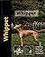Whippet (Pet love)