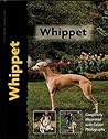 Whippet