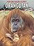 Orangutang