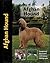 Afghan Hound (Pet love)