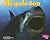 Megalodon (Dinosaurs and Prehistoric Animals)
