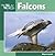 Falcons (Our Wild World)